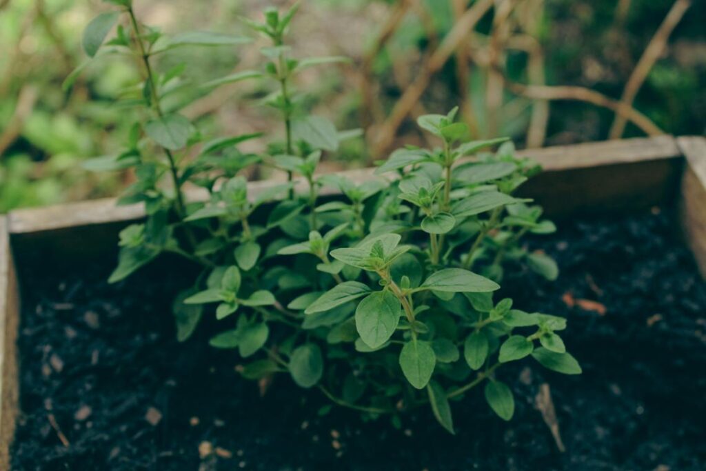 Herb Gardening
