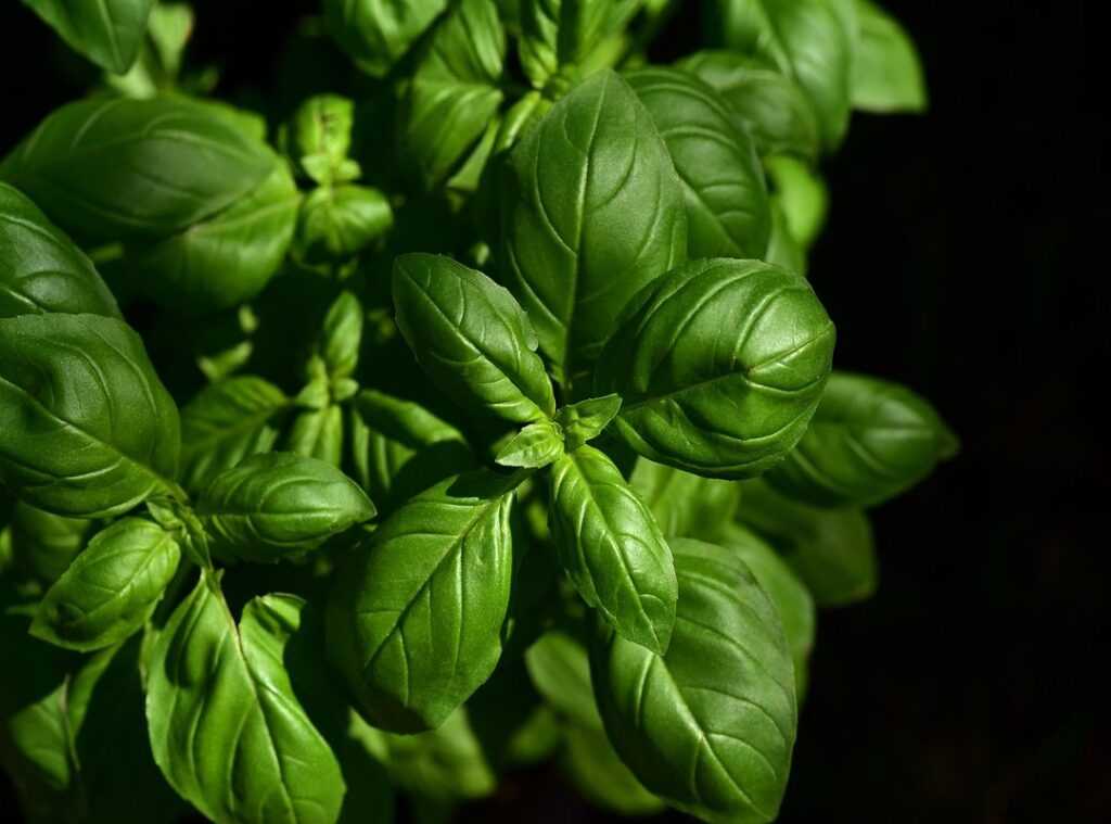 essential kitchen herbs