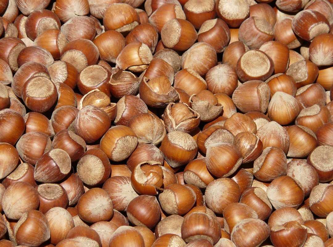 plant-based diets explained